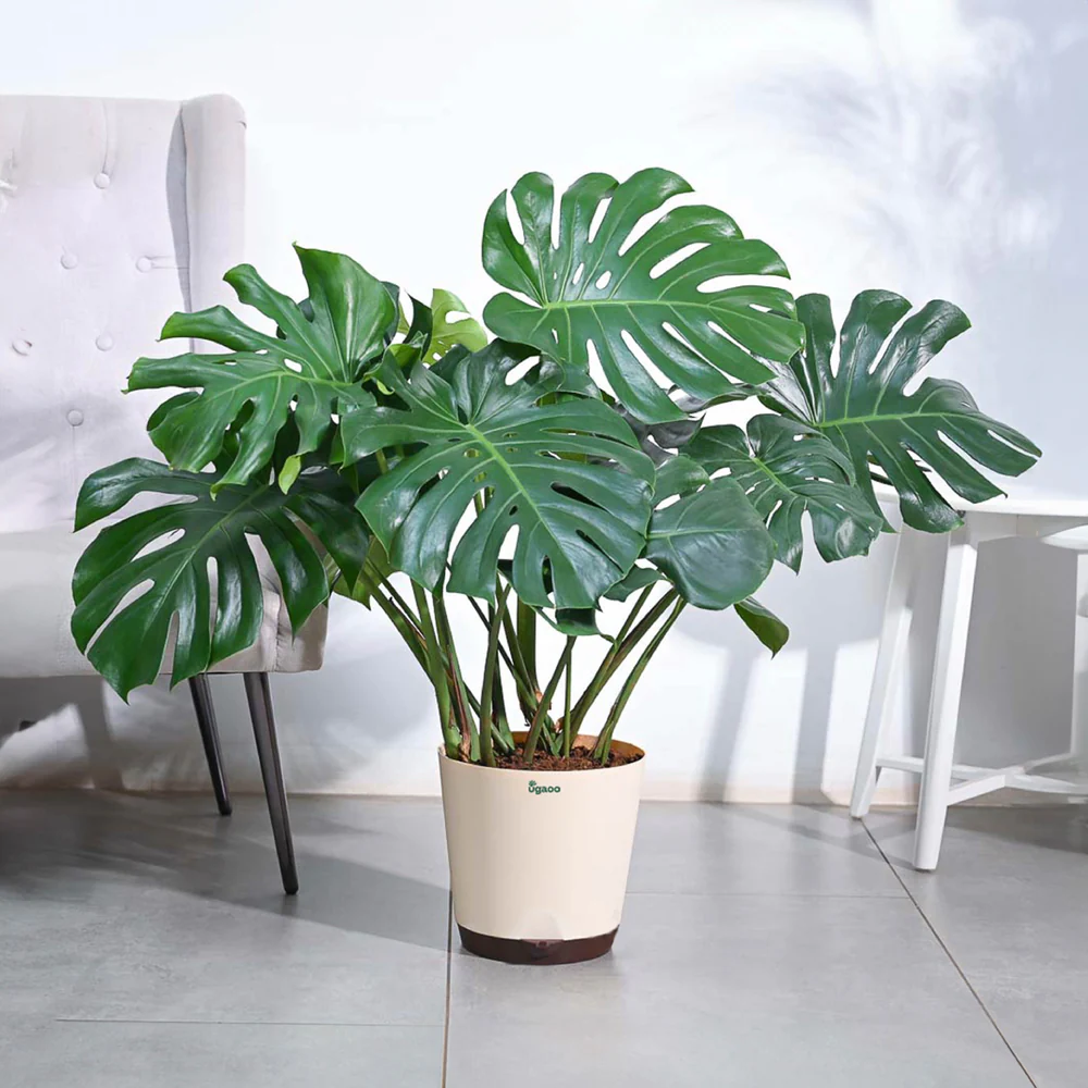 Money Plant