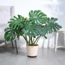 Money Plant